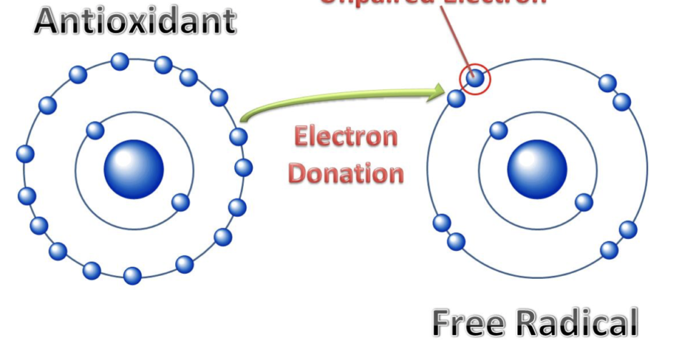 Tillskott av antioxidanter rubbar balansen