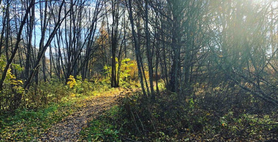 Hjärnfysikbloggen – Löpning lindrar även svåra depressioner
