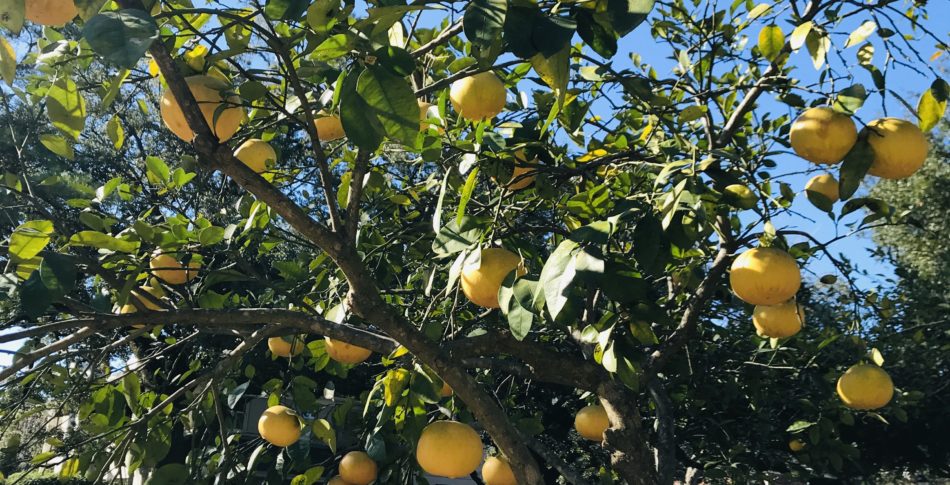 Hjälp ditt immunförsvar – Coronavirus, förkylning, influensa och kräksjuka.
