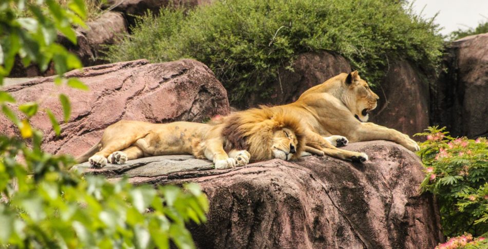 Sömnen är livsviktig för löpare 