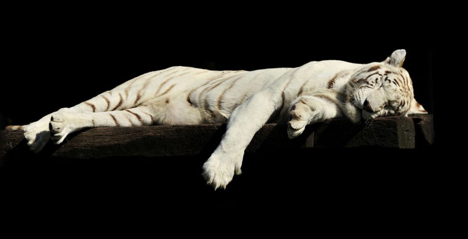 Du tappar inte formen så lätt 