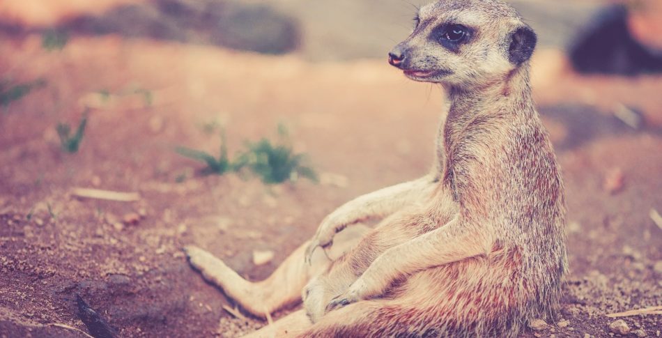 Så här ska du sitta och stå