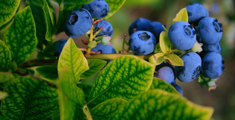 Därför bör löpare äta blåbär